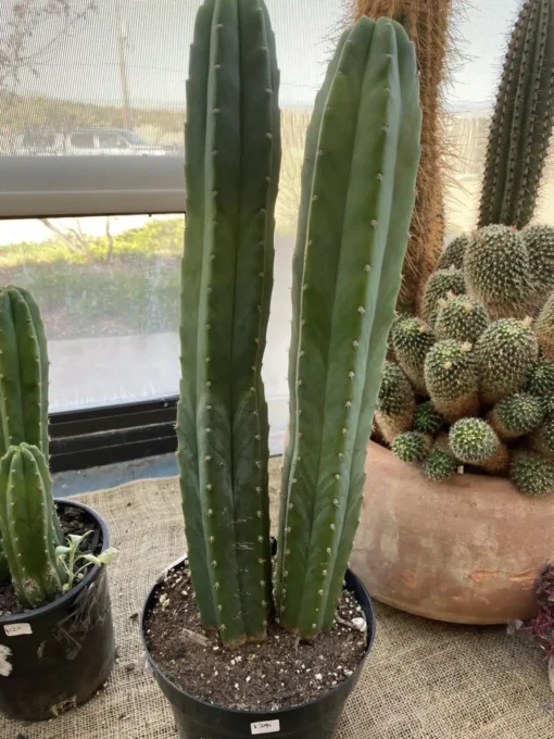 San Pedro Kaktus zu verkaufen – Trichocereus Pachanoi – 30″ und 24″