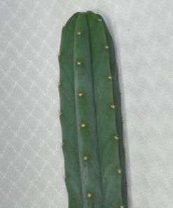 San Pedro Kaktus „Echinopsis pachanoi