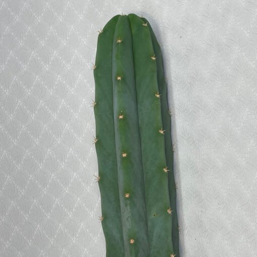 San Pedro Kaktus „Echinopsis pachanoi