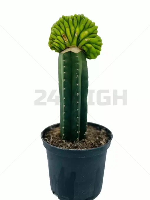 San Pedro Pachanoi (Trichocereus) im großen Topf 25 cm – 40 cm