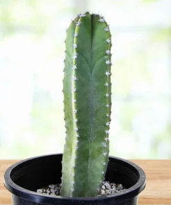 Senita-Kaktus