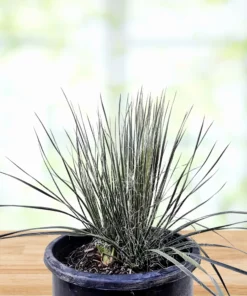 Seifenbaum-Yucca