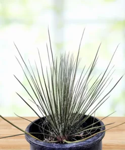 Seifenbaum-Yucca