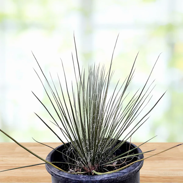 Seifenbaum-Yucca