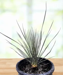Seifenbaum-Yucca