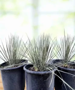 Seifenbaum-Yucca