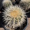 Golden Barrel Cactus var. Albispinus