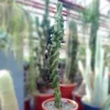 Cereus peruvianus tortuosus XXL
