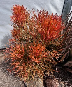 Euphorbia Tiricalli 