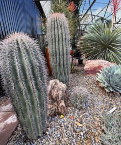 Saguaro-Kaktus