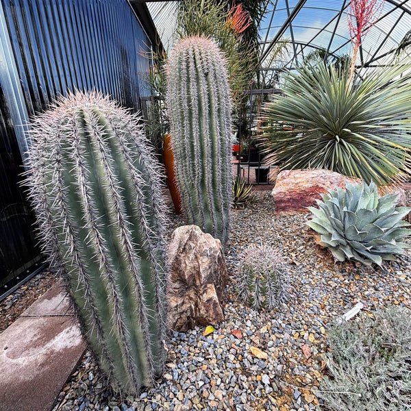 Saguaro-Kaktus