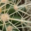 Echinocactus grusonii %