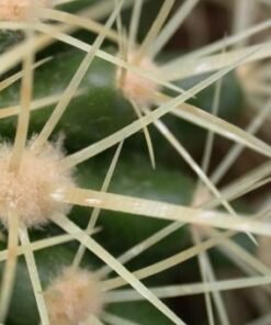 Echinocactus grusonii %
