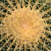 Echinocactus grusonii %