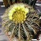 Ferocactus glaucescens XL