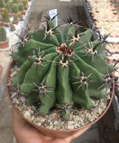 Ferocactus glaucescens cv. Nudum