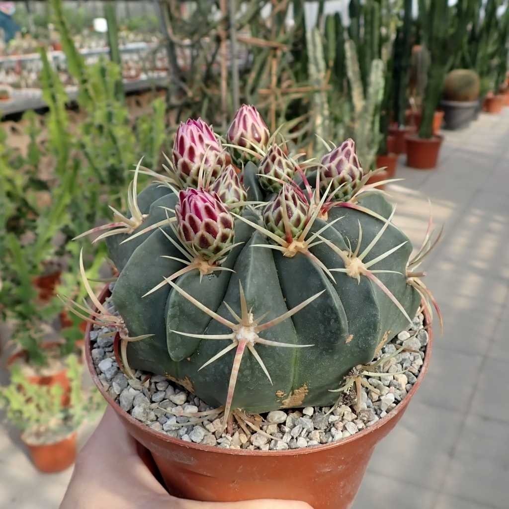 Ferocactus macrodiscus