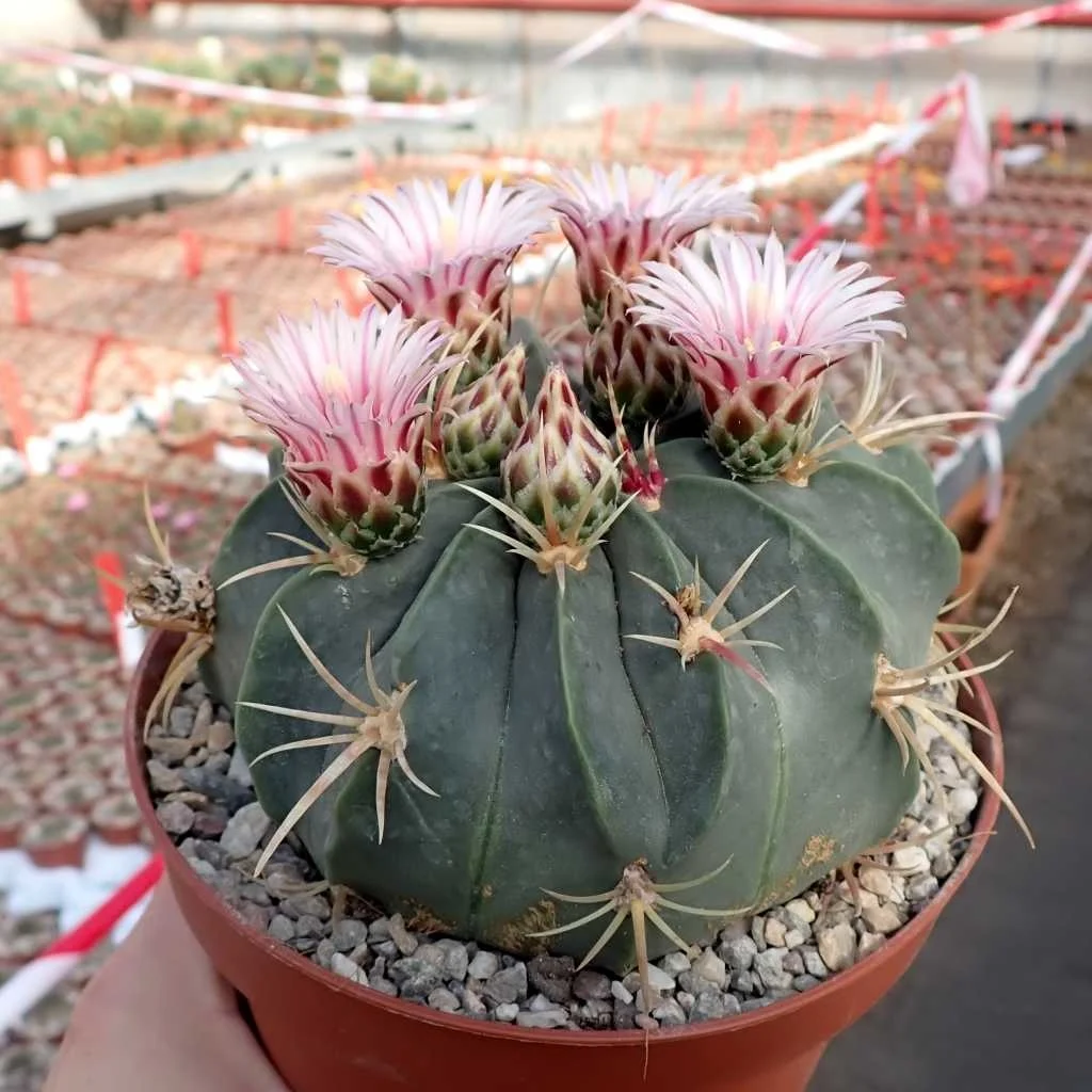 Ferocactus macrodiscus