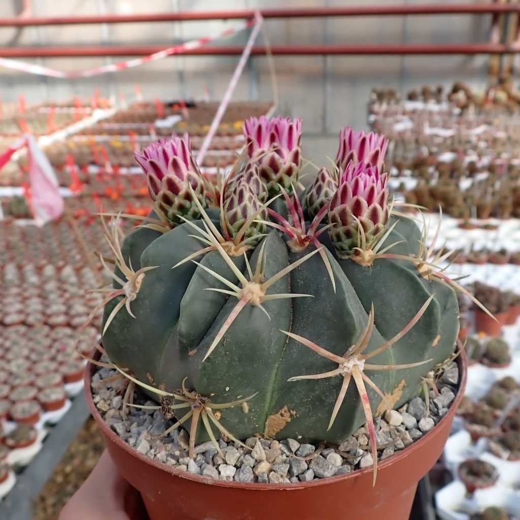 Ferocactus macrodiscus
