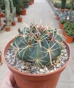 Ferocactus macrodiscus