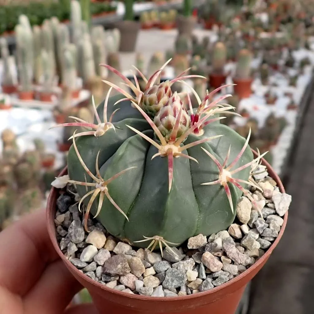 Ferocactus macrodiscus