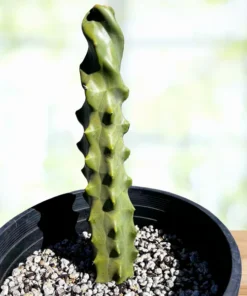 Spiral-Totempfahl-Kaktus